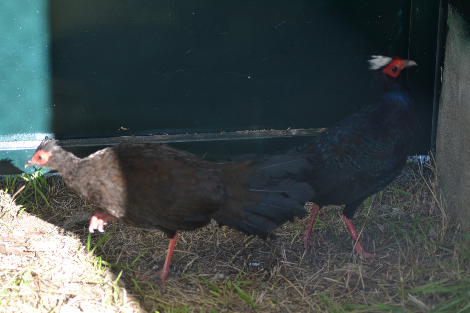 Edward's pheasant - Lophura edwardsi