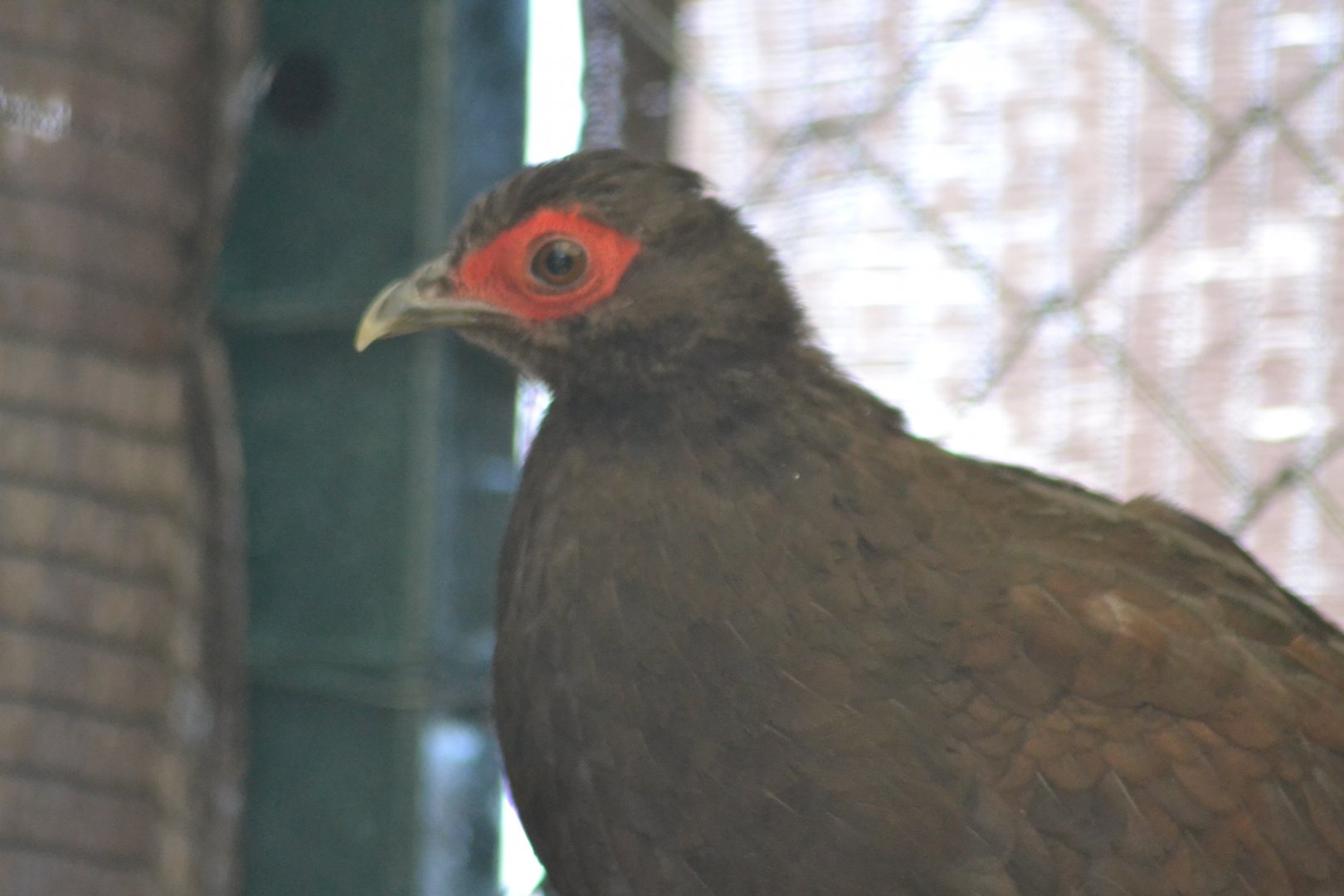 Edward's pheasant - Lophura edwardsi