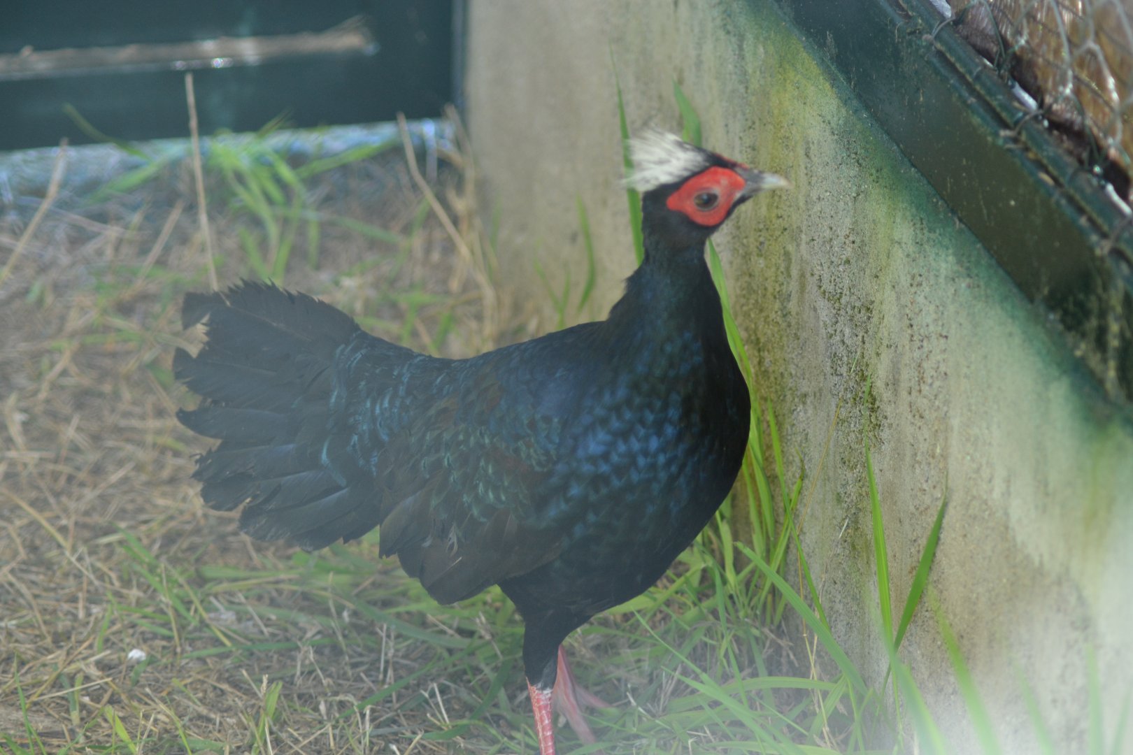 Edward's pheasant - Lophura edwardsi