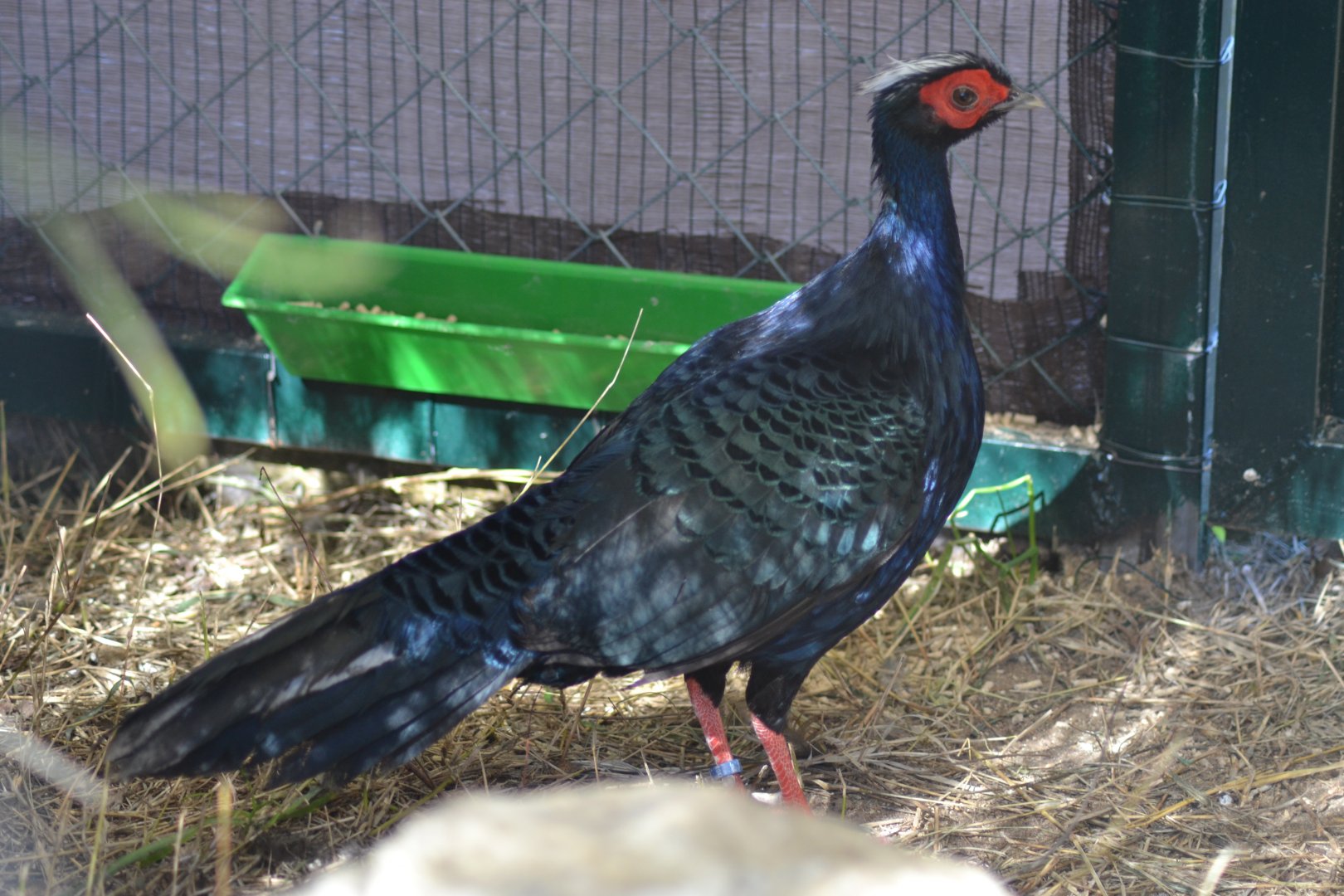 Edward's pheasant - Lophura edwardsi