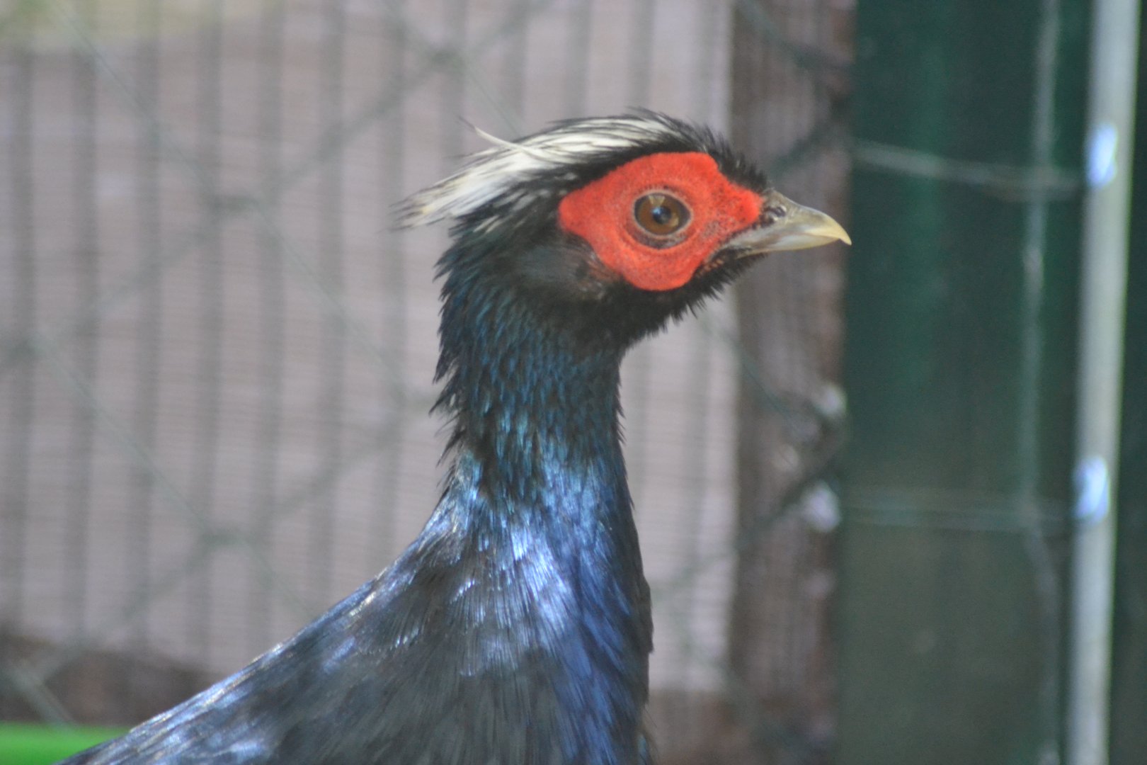 Edward's pheasant - Lophura edwardsi