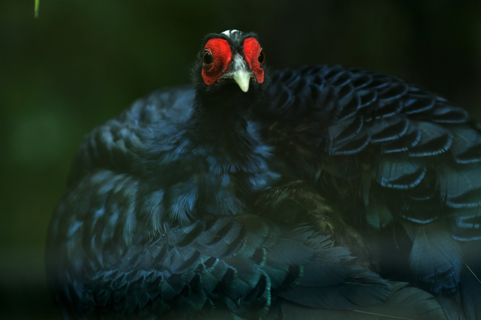 Edward's pheasant (Lophura edwardsi)