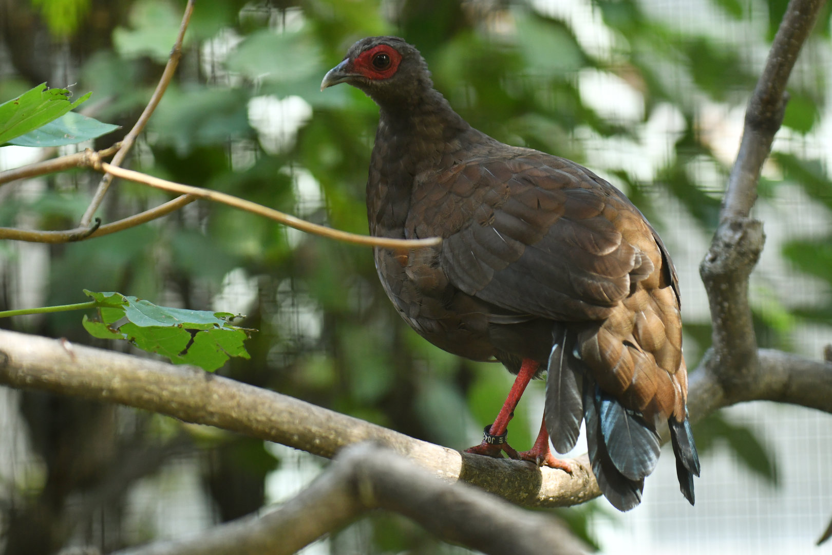Edwards' pheasant (Lophura edwardsi)
