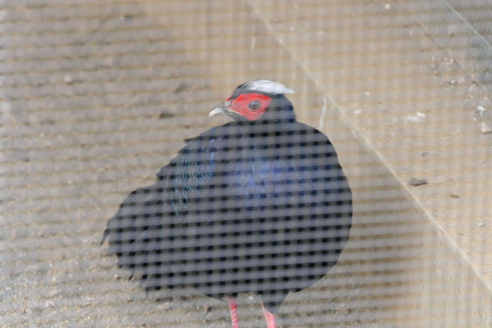 Edward's Pheasant (Lophura edwardsi)