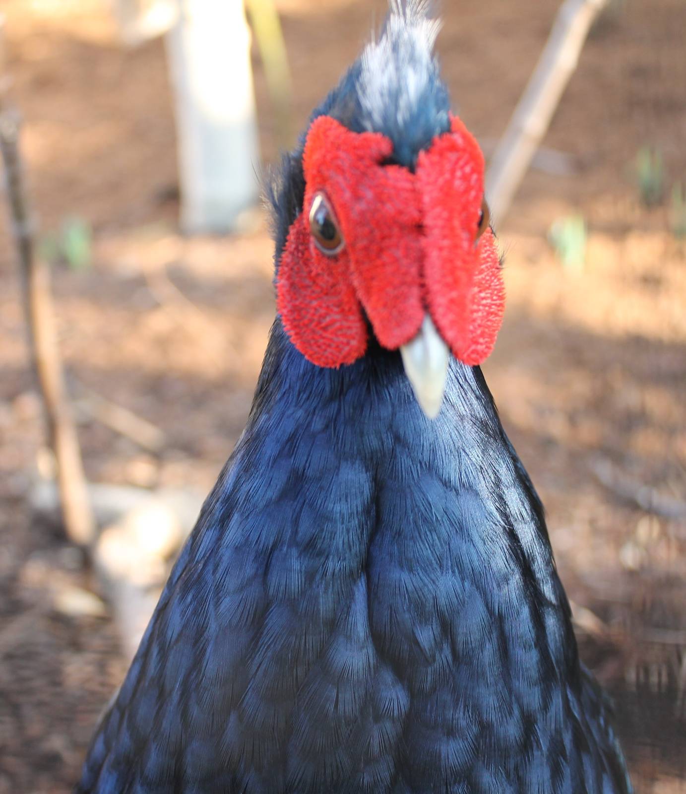 Edward's pheasant male