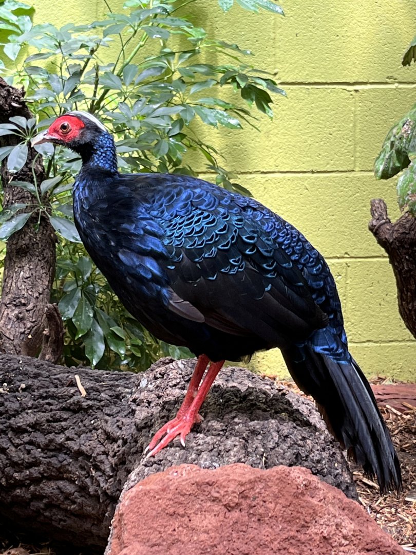 Edward's Pheasant male