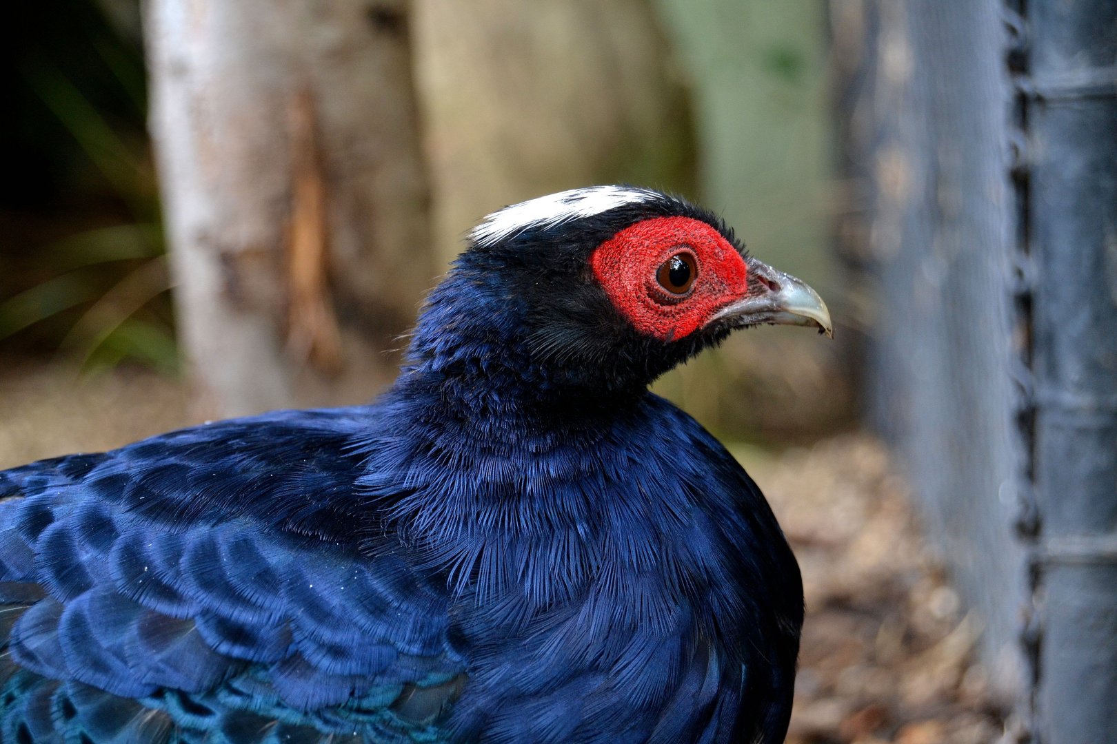 Edward's Pheasant - September 2016