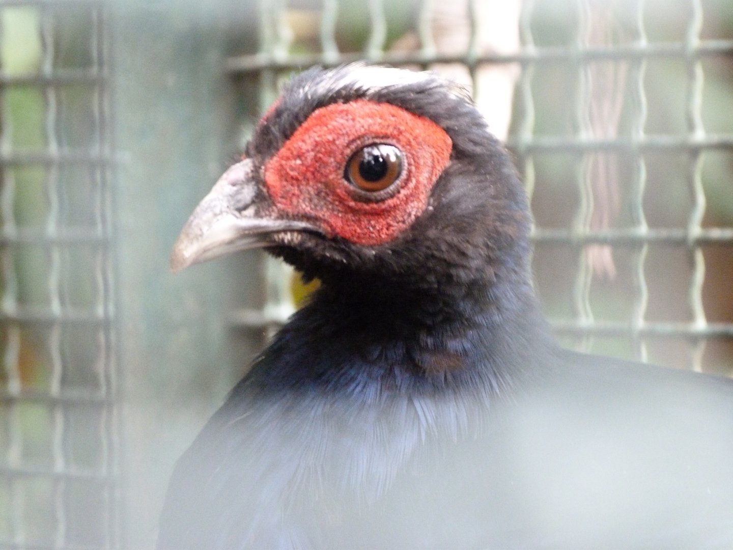 Edward's pheasant -Tierpark Berlin (2024)