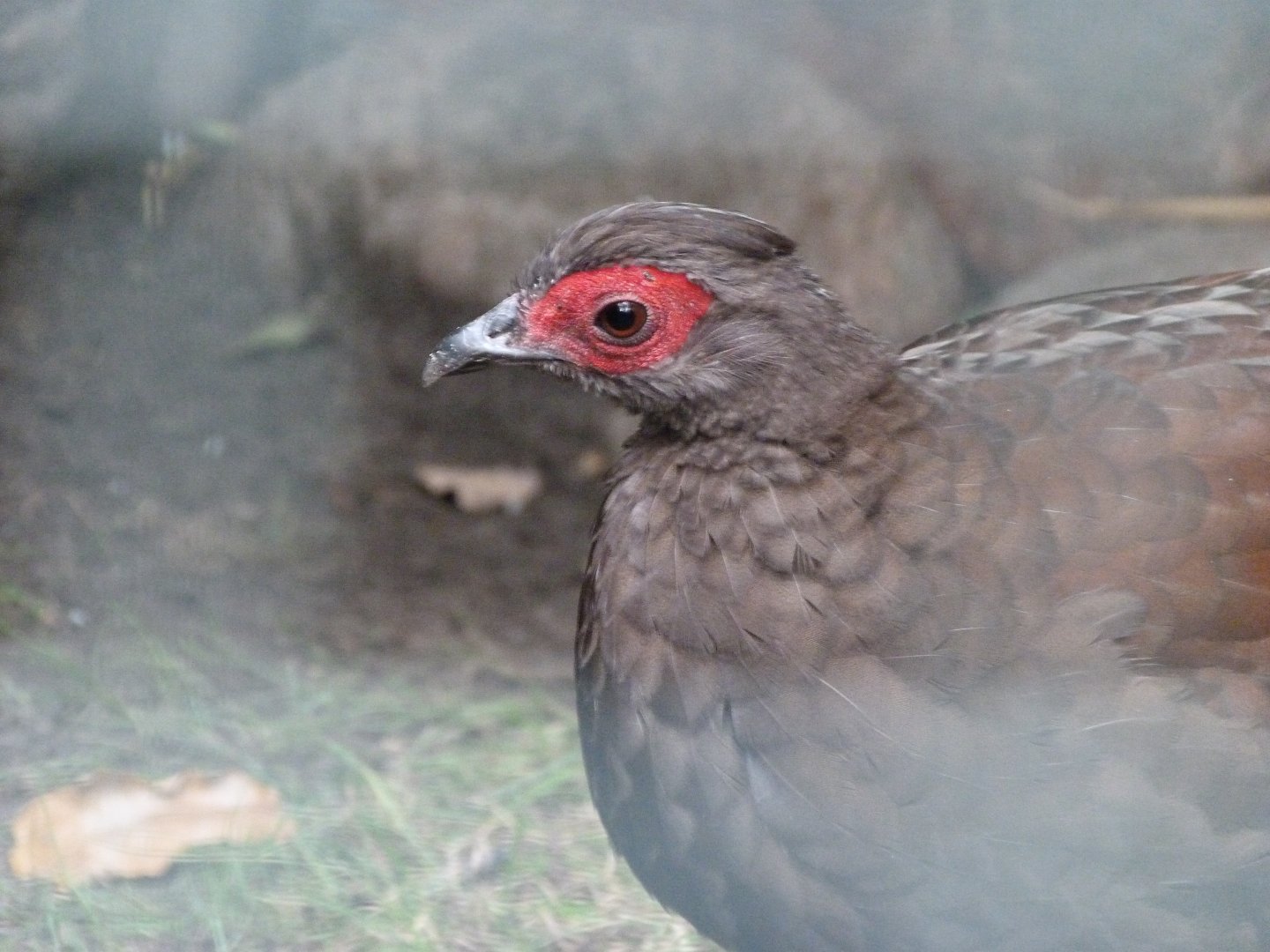 Edward's pheasant -Tierpark Berlin (2024)