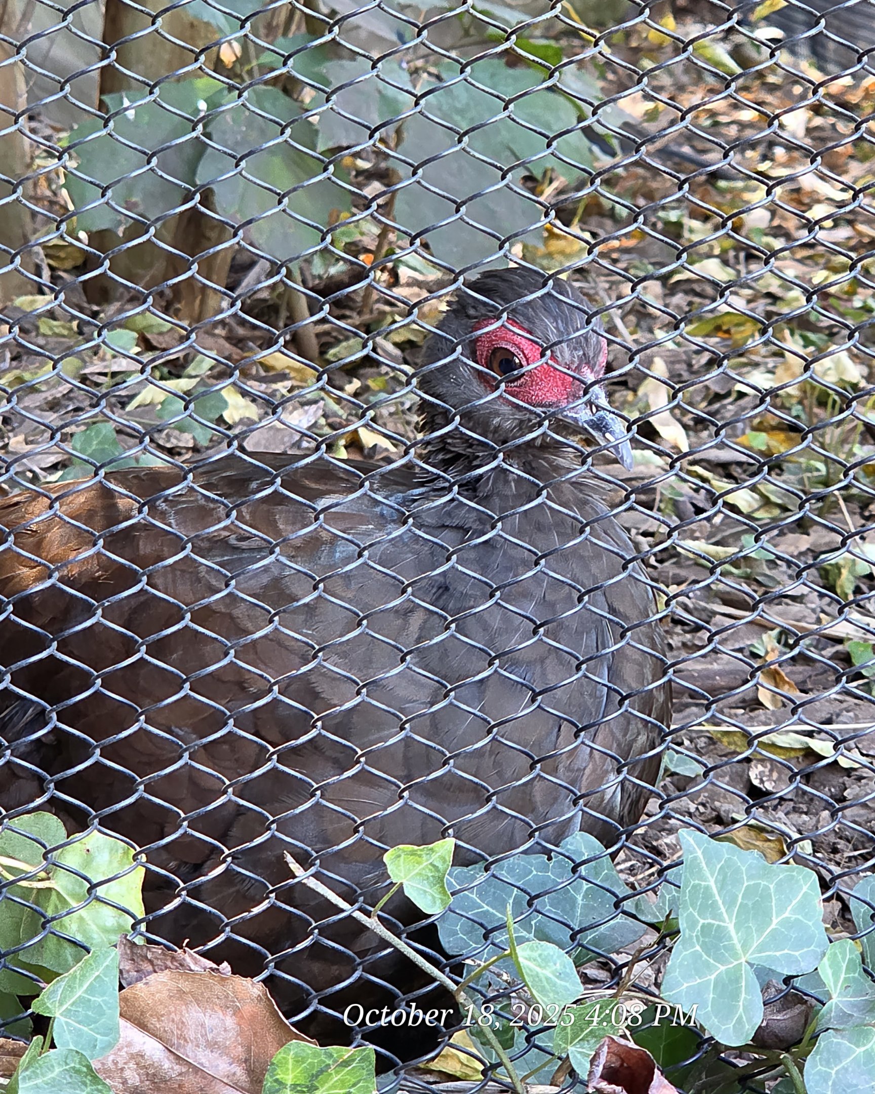 Edward's Pheasant - Zoo Knoxville