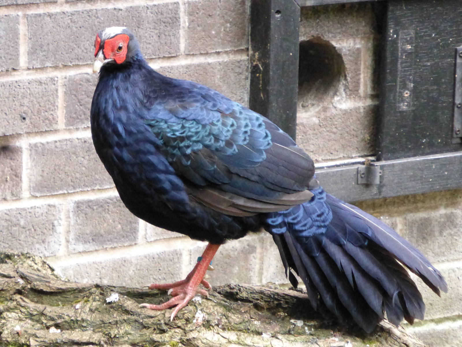 Edward's Pheasant