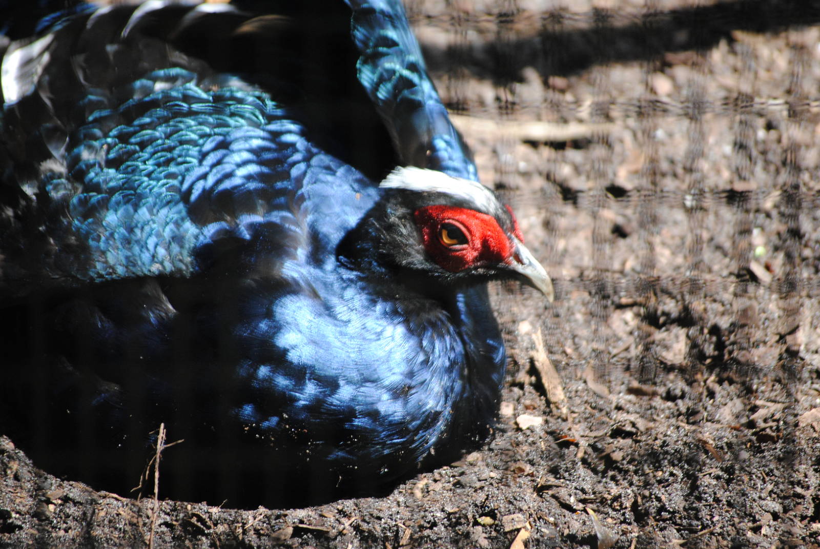 Edward's Pheasant