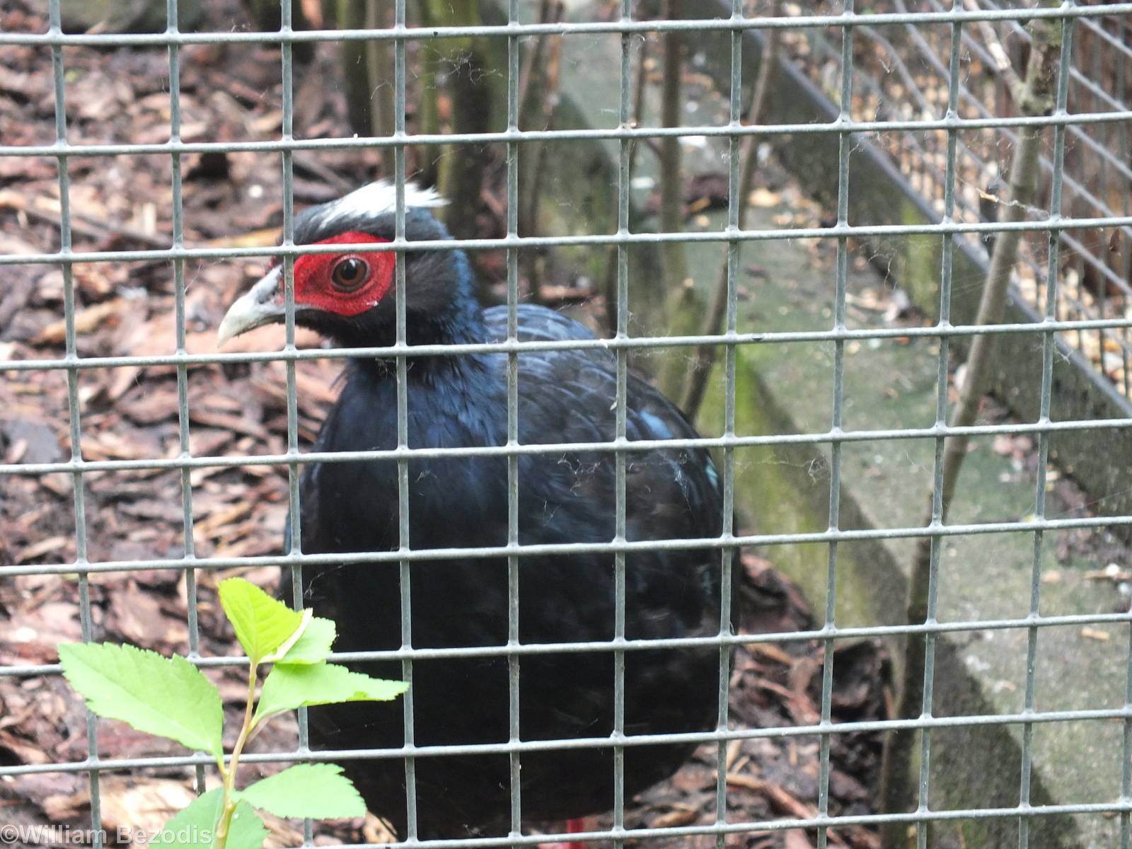 Edward's Pheasant