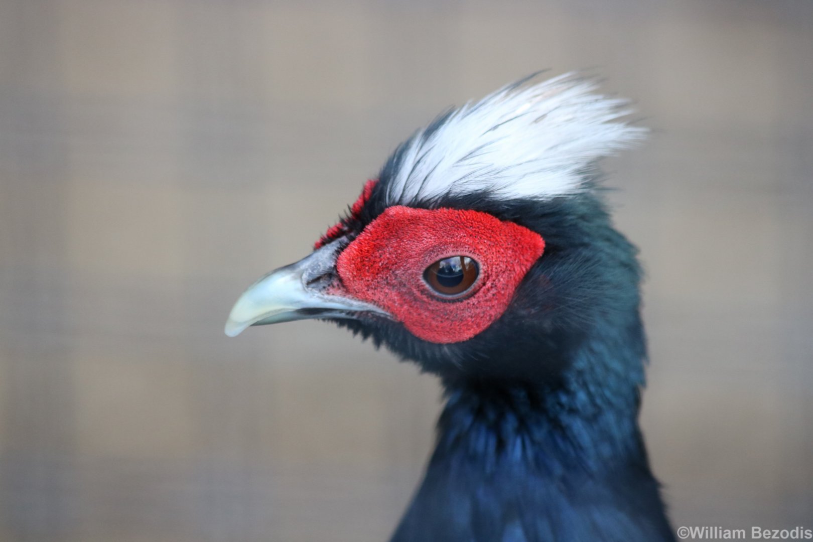 Edward's Pheasant