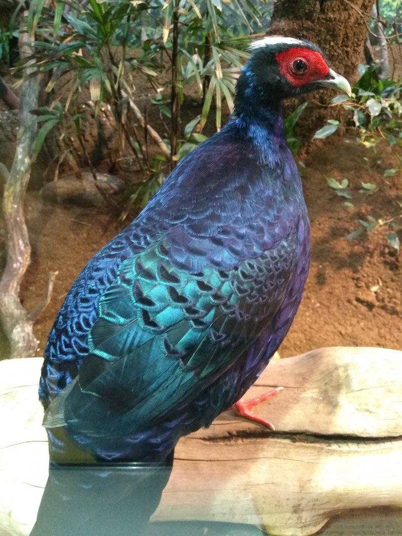 Edward's pheasant
