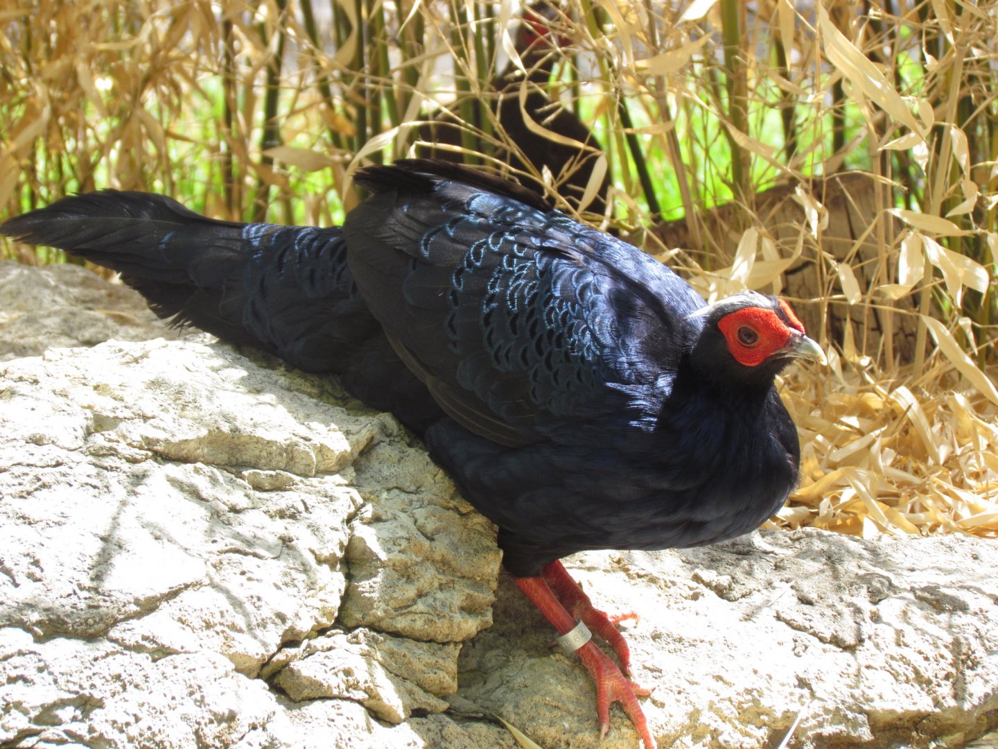 Edward’s Pheasant