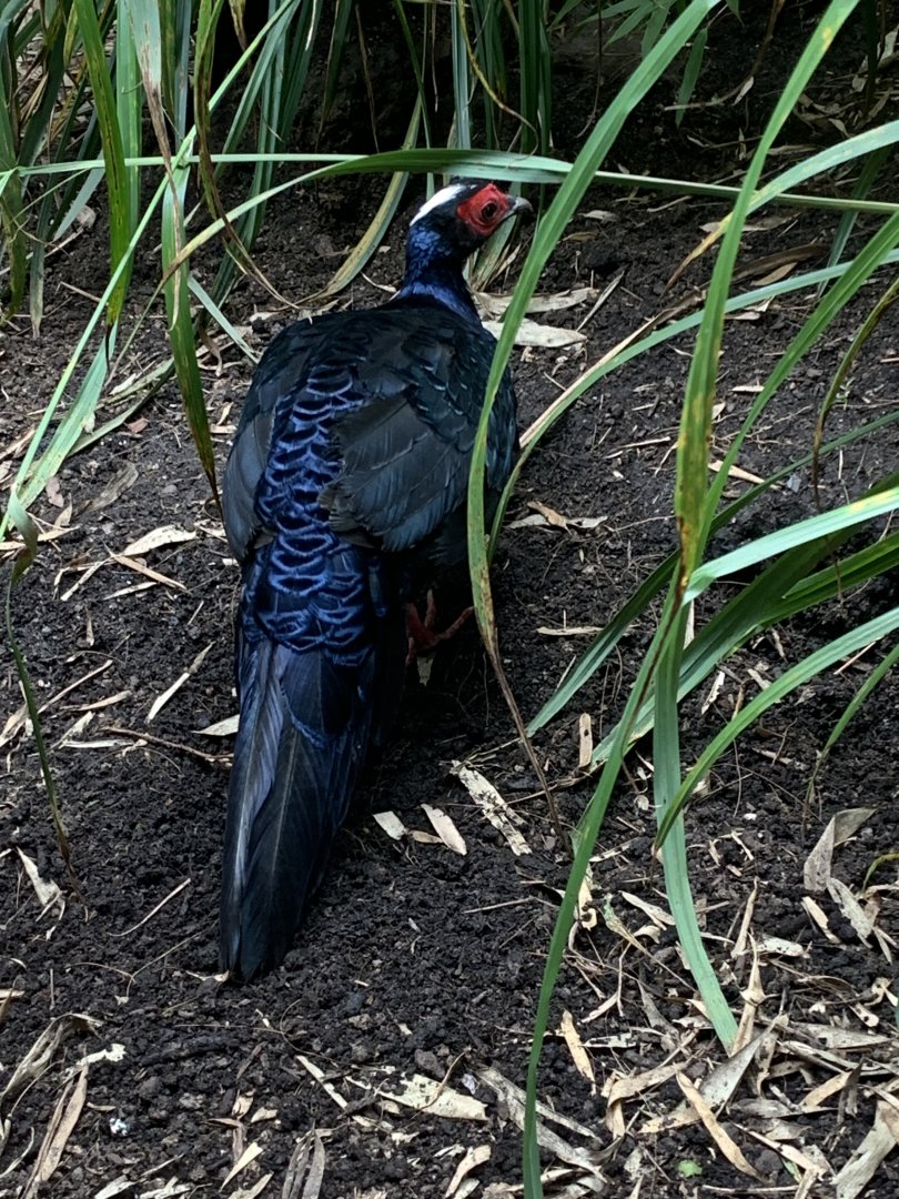 Edward's pheasant
