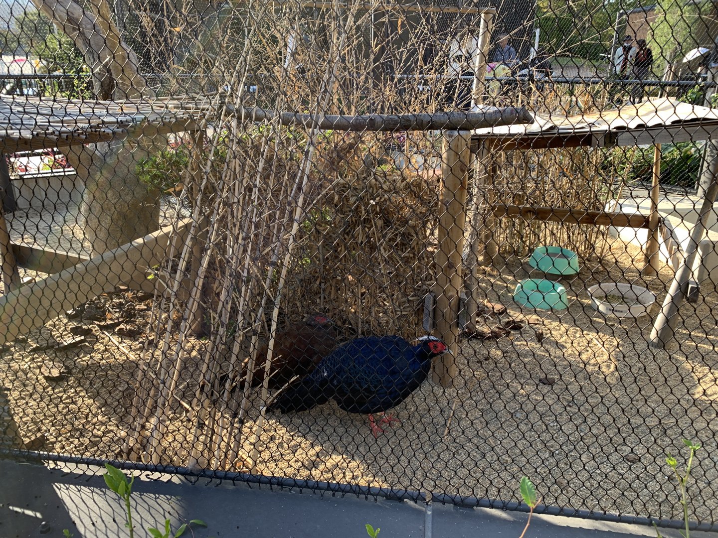 Edward’s Pheasant