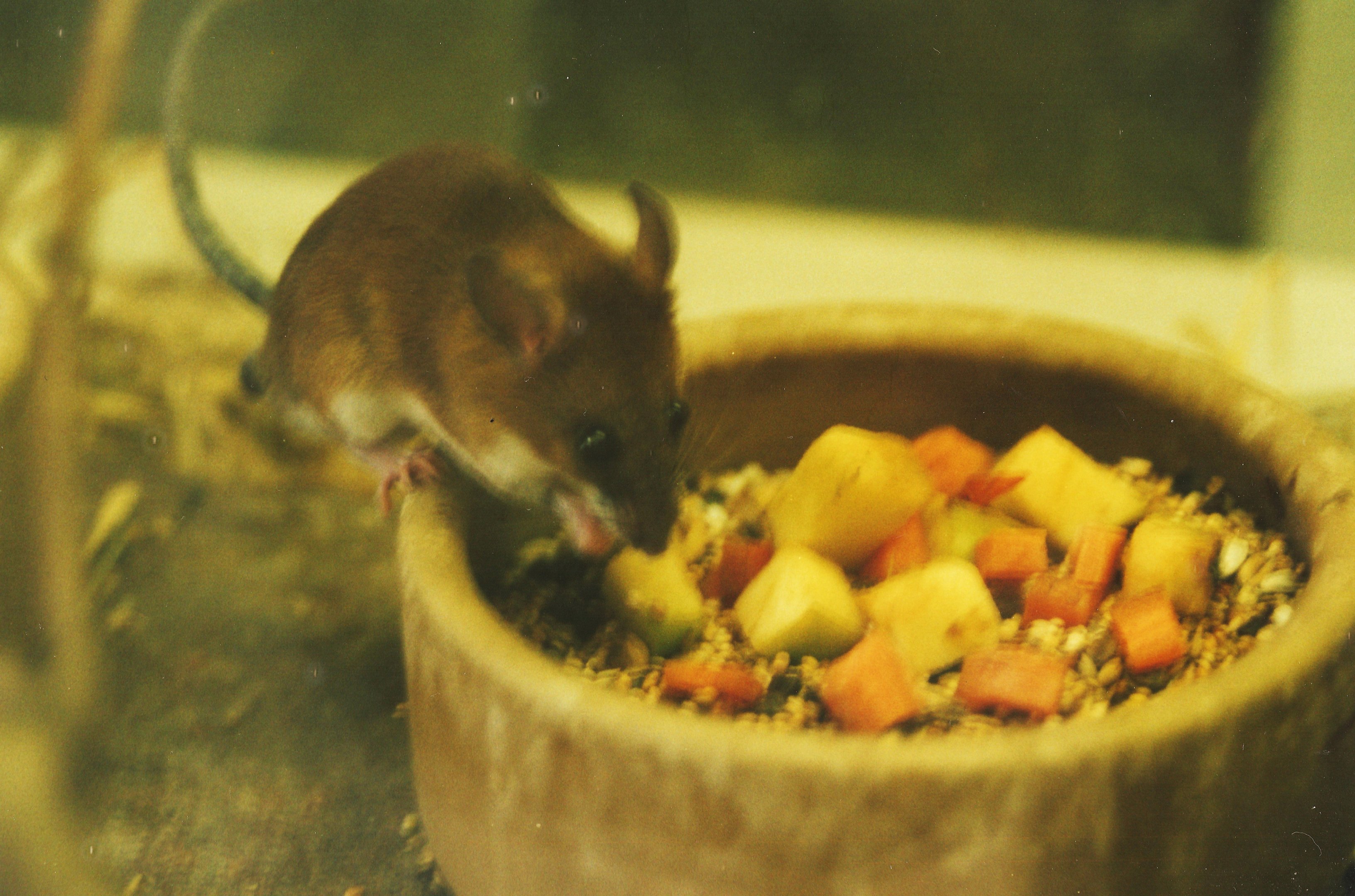 Edwards' Swamp Mouse at Marwell, ca. 2000