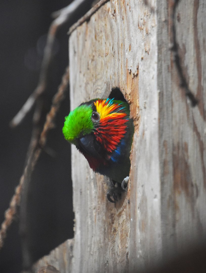 Edwards's fig parrot, Psittaculirostris edwardsi