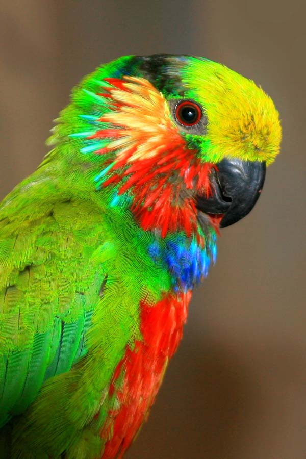 Edwards's Fig Parrot (Psittaculirostris edwardsii)