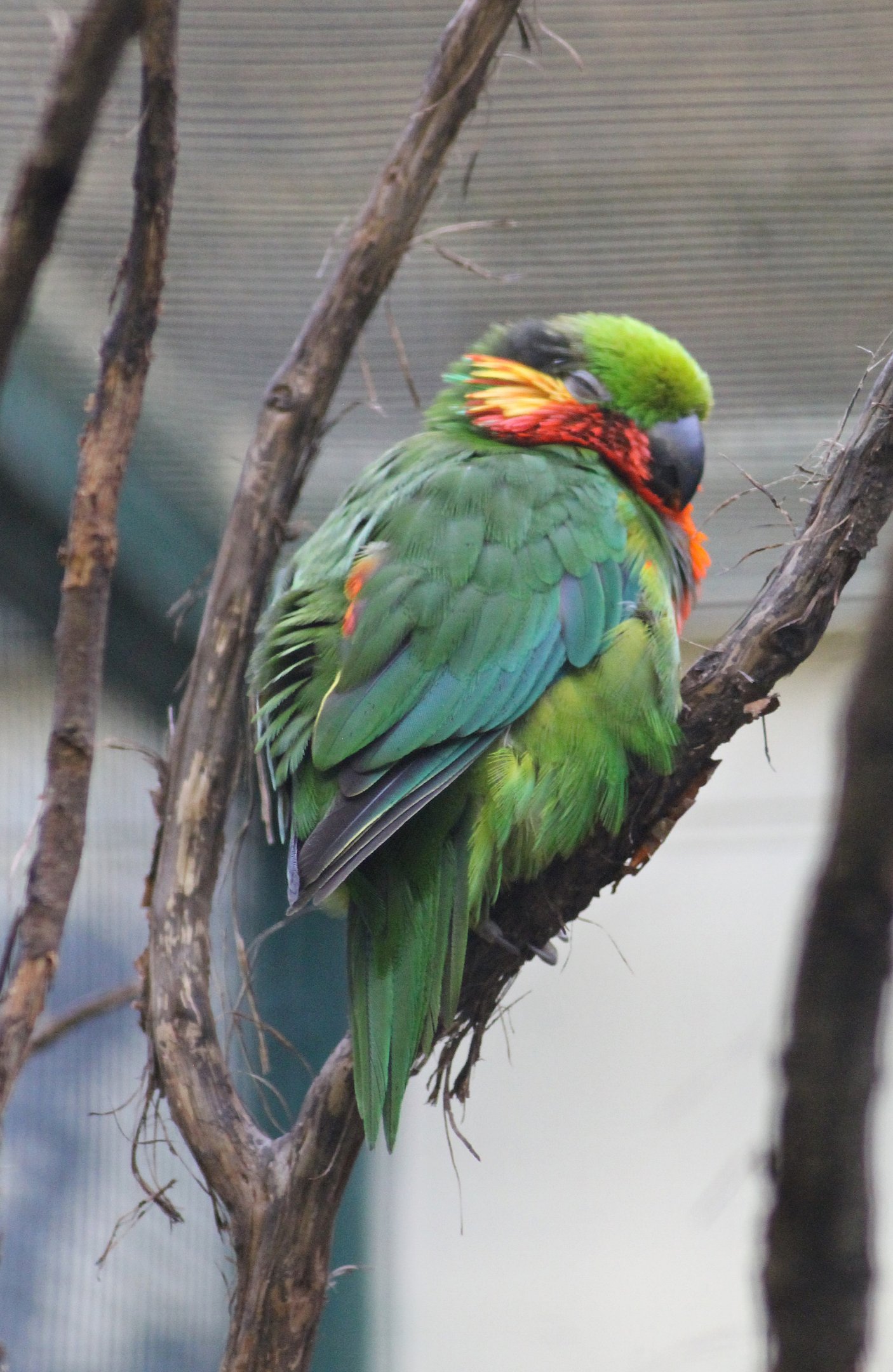 Edwards's fig parrot (Psittaculirostris edwardsii)