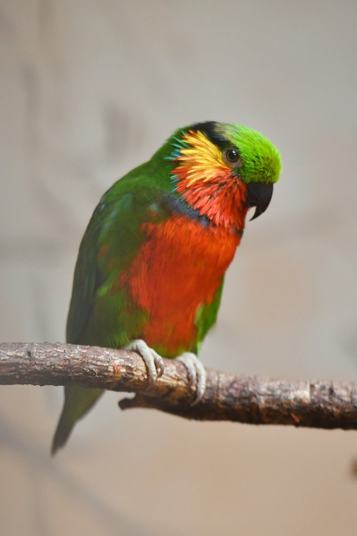 Edwards's fig parrot Psittaculirostris edwardsii