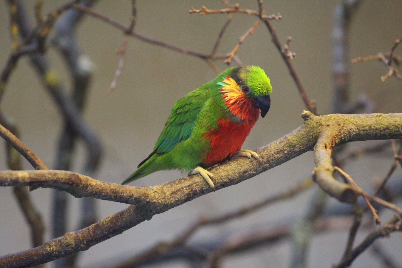 Edwards's Fig-Parrot