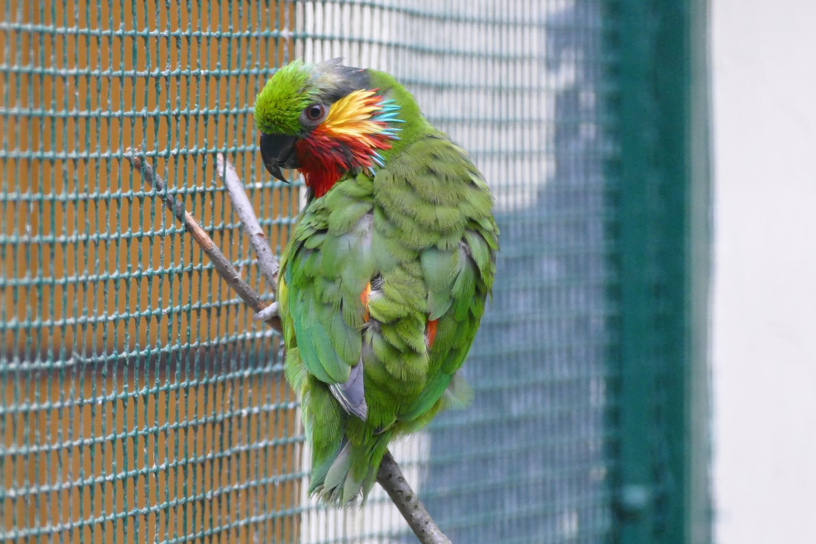 Edwards's fig parrot