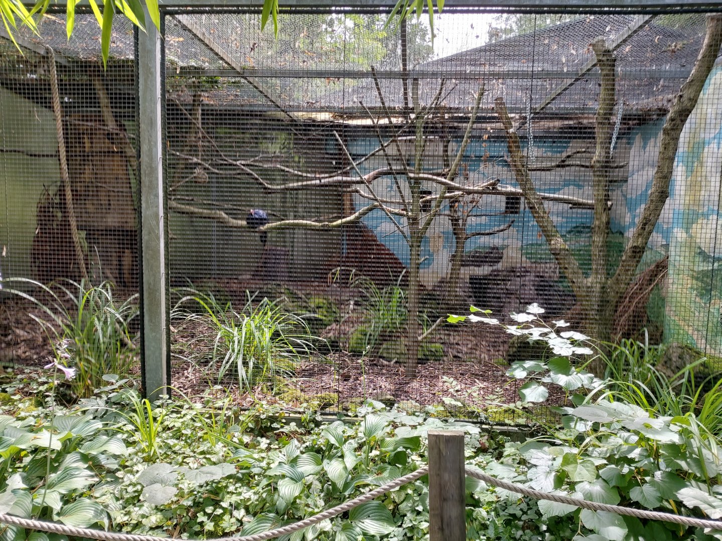 Edwards's pheasant aviary