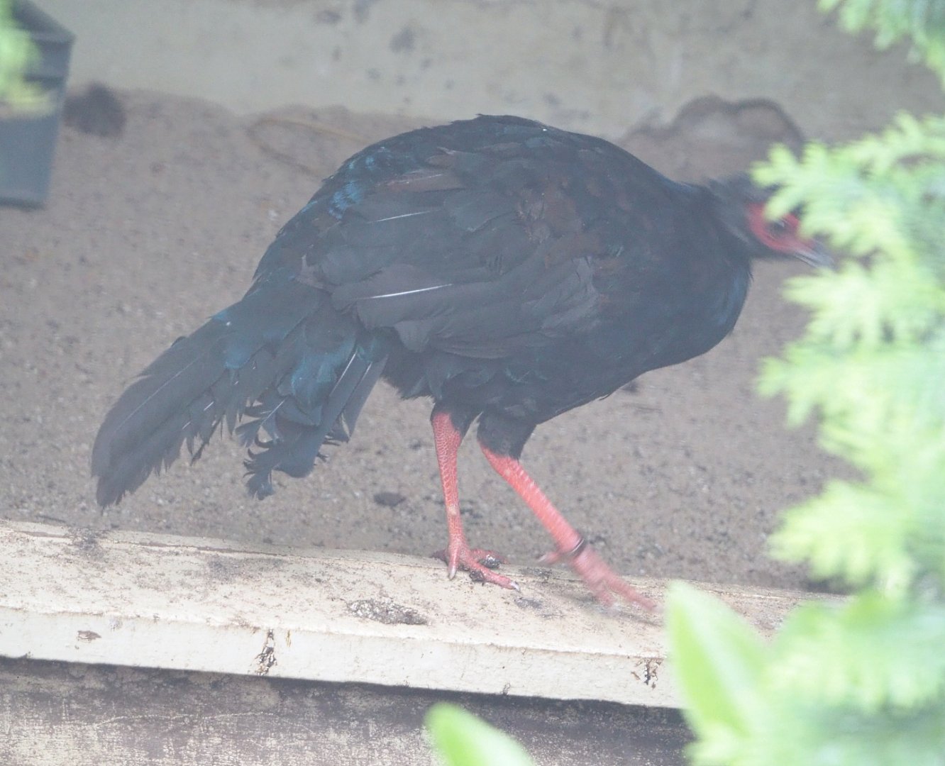 Edwards's pheasant (Lophura edwardsi), 2022-05-26