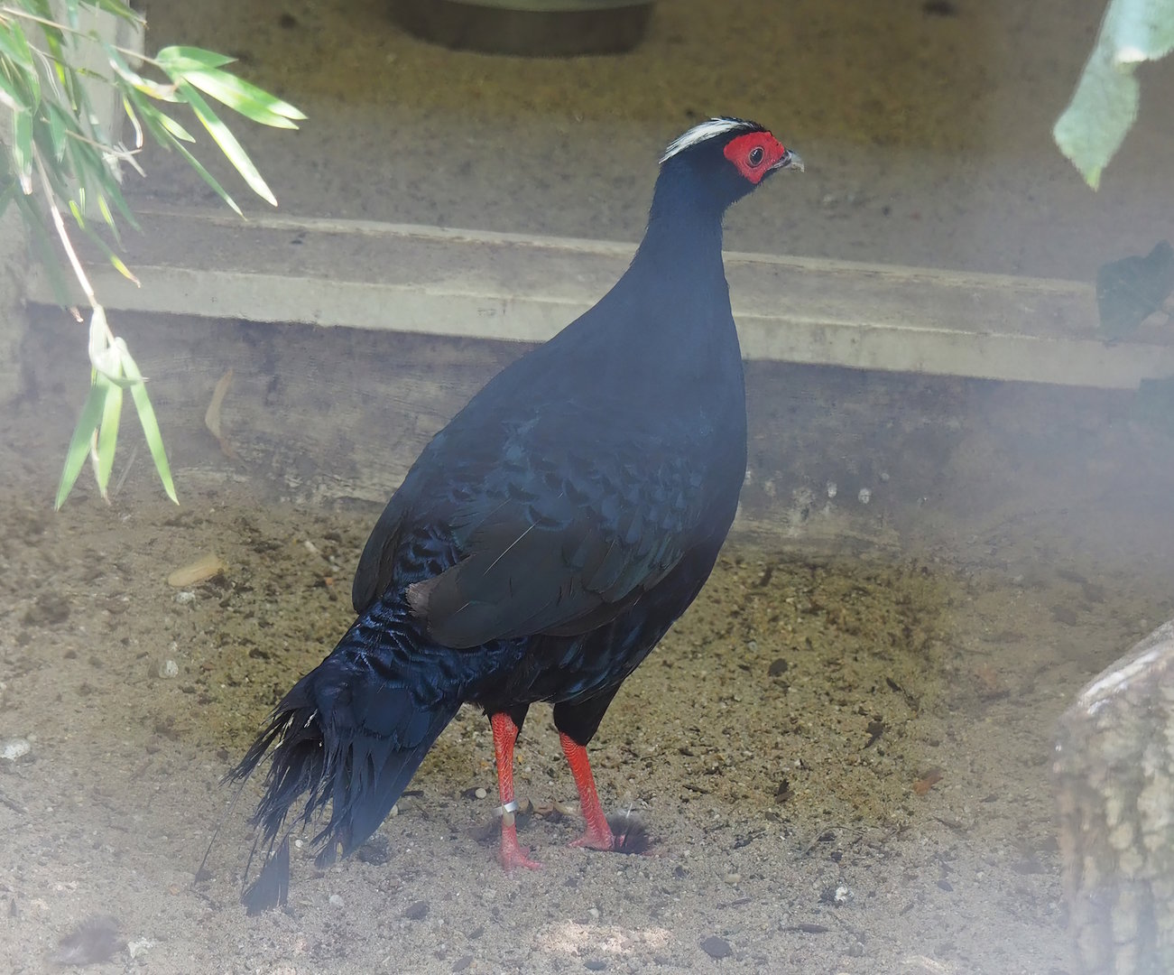 Edwards's pheasant (Lophura edwardsi), 2022-08-16