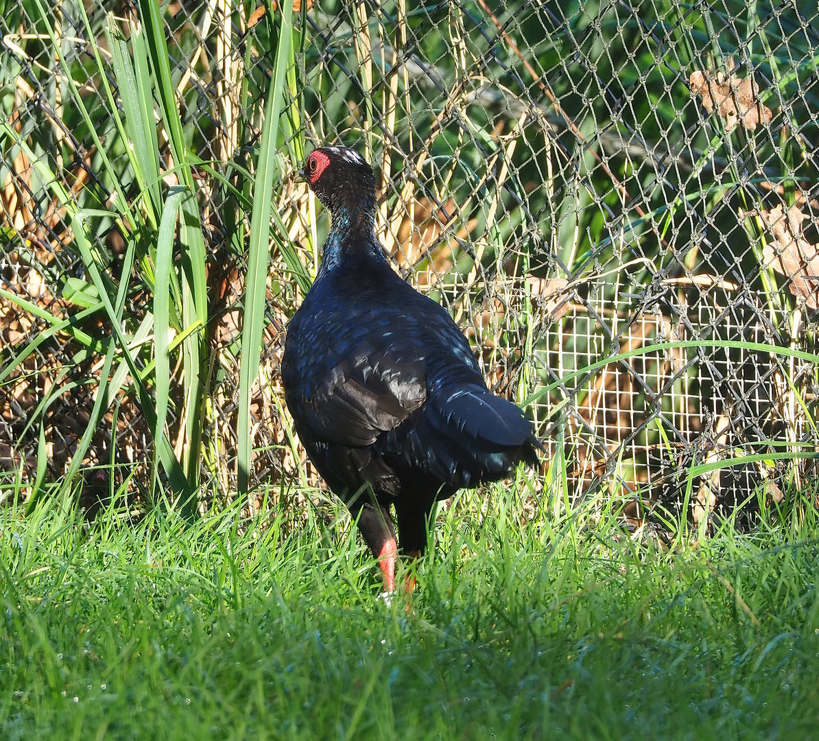 Edwards's pheasant (Lophura edwardsi), 2022-09-12