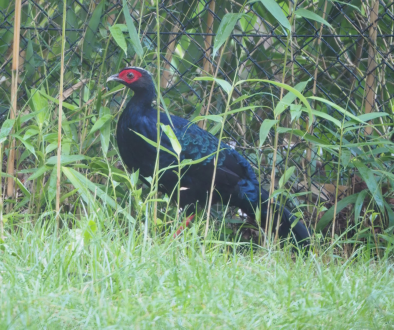 Edwards's pheasant (Lophura edwardsi), 2022-09-12