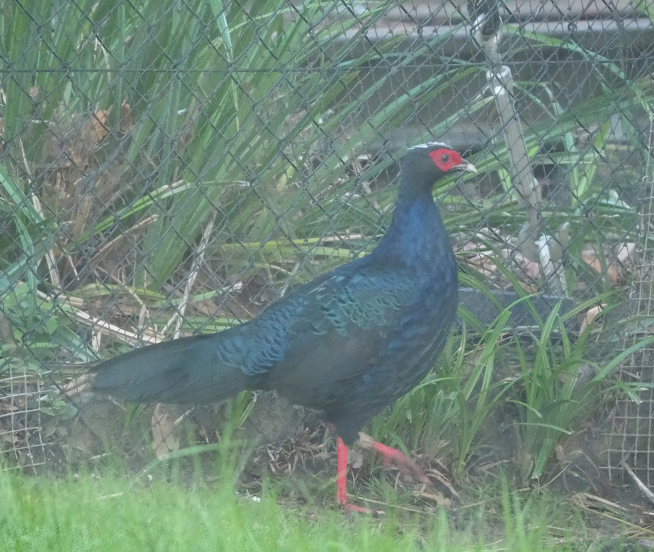 Edwards's pheasant (Lophura edwardsi), 2022-10-19