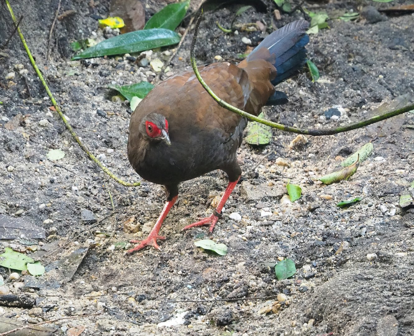 Edwards's pheasant (Lophura edwardsi), 2023-10-07