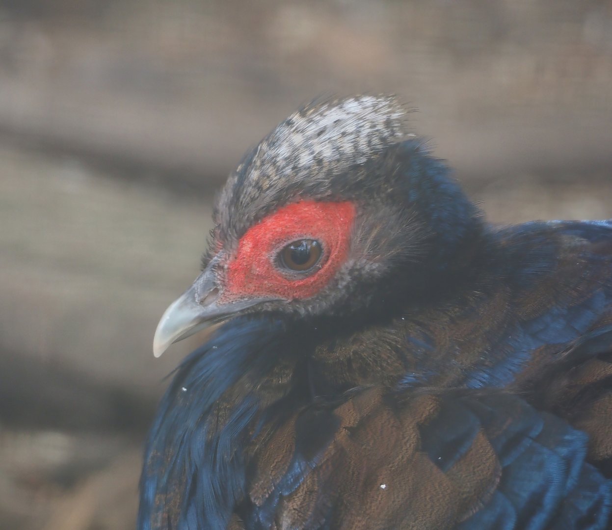 Edwards's pheasant (Lophura edwardsi), 2024-04-14
