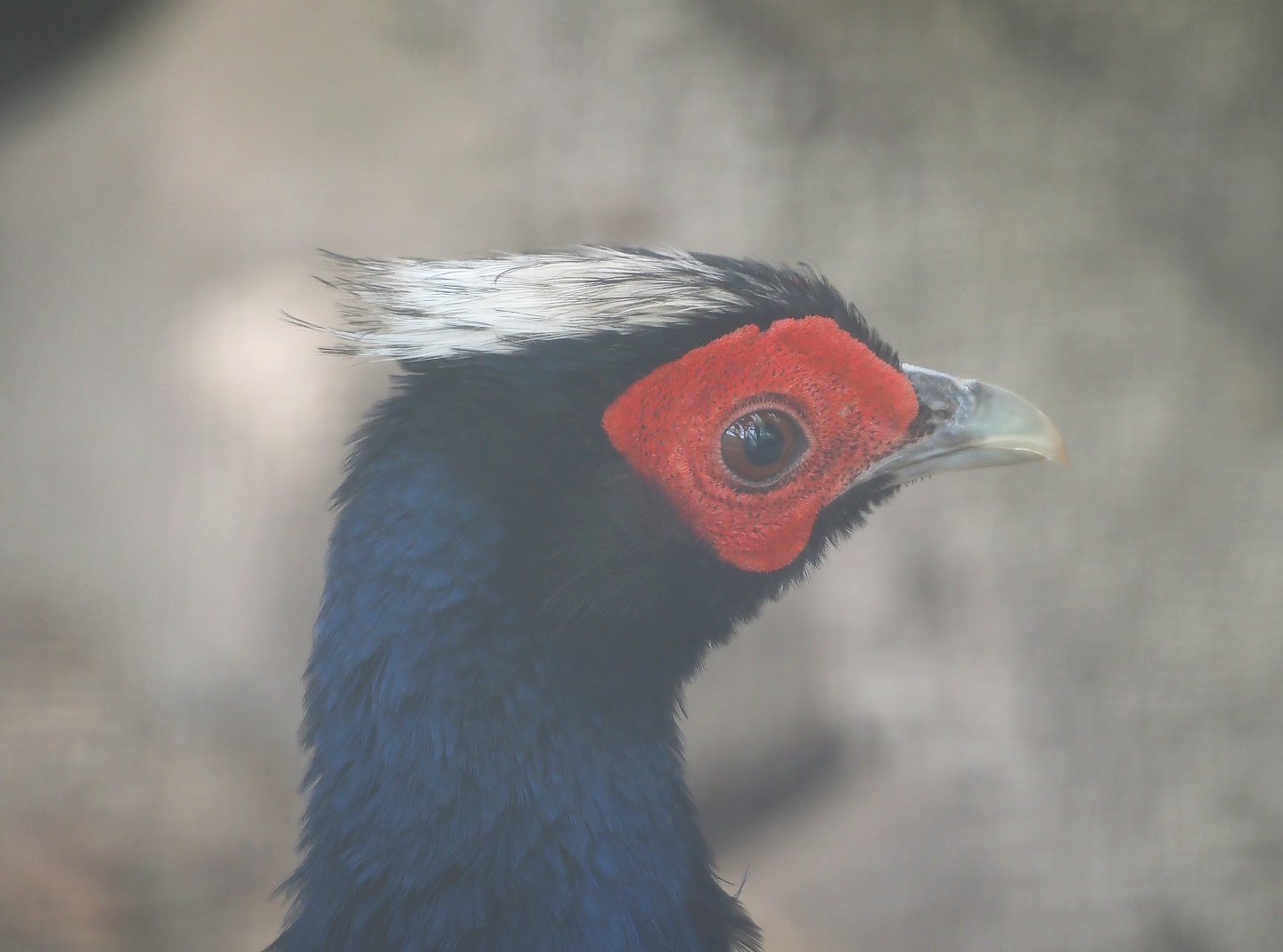 Edwards's pheasant (Lophura edwardsi), 2024-04-14