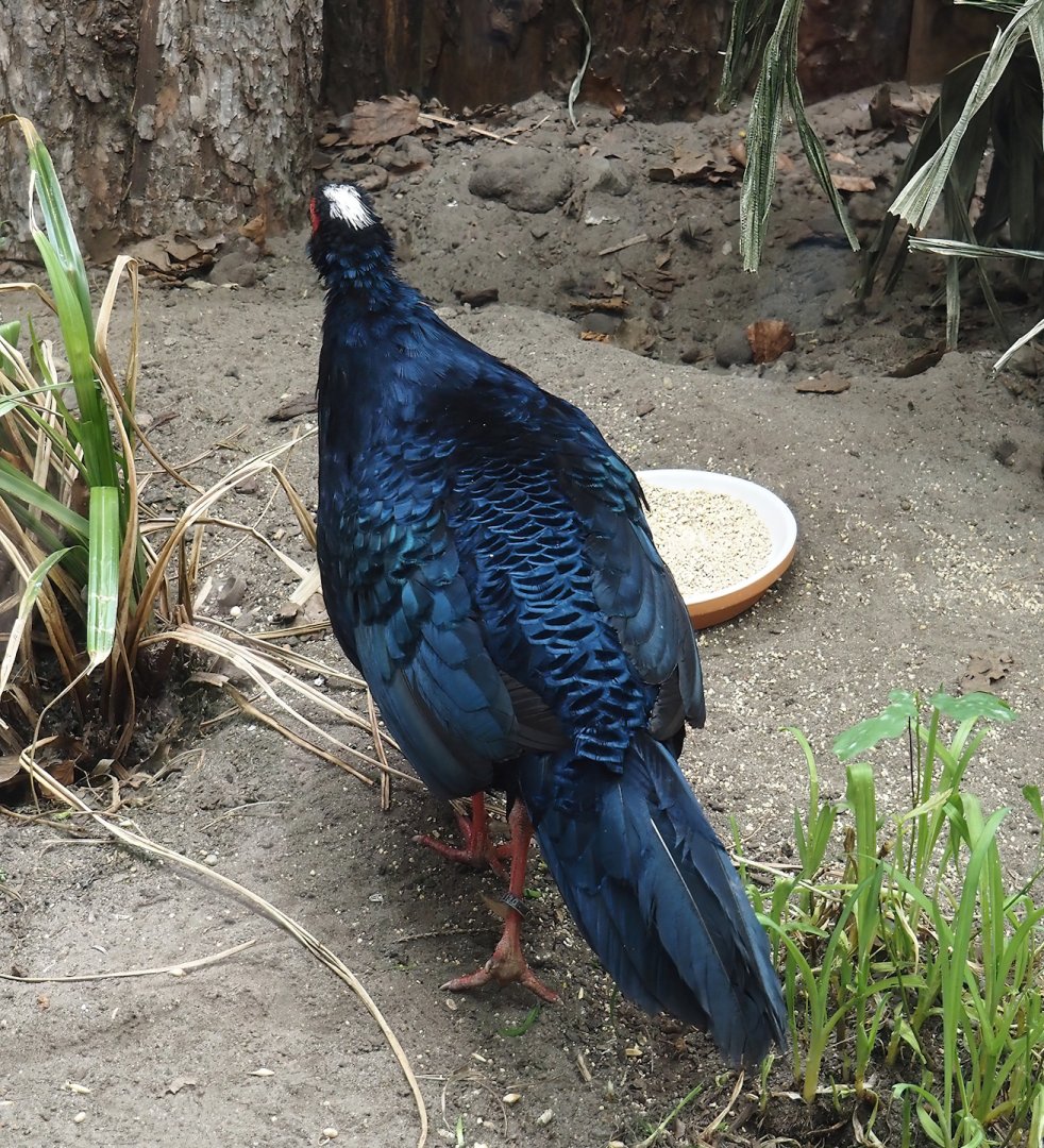 Edwards's pheasant (Lophura edwardsi), 2025-05-22