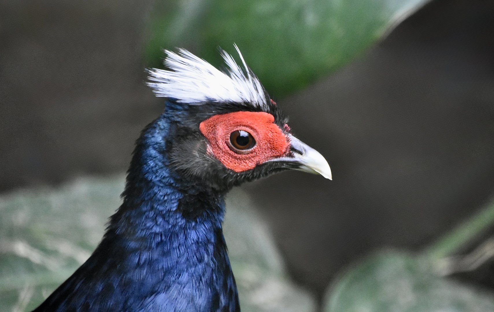 Edwards's Pheasant (Lophura edwardsi) male