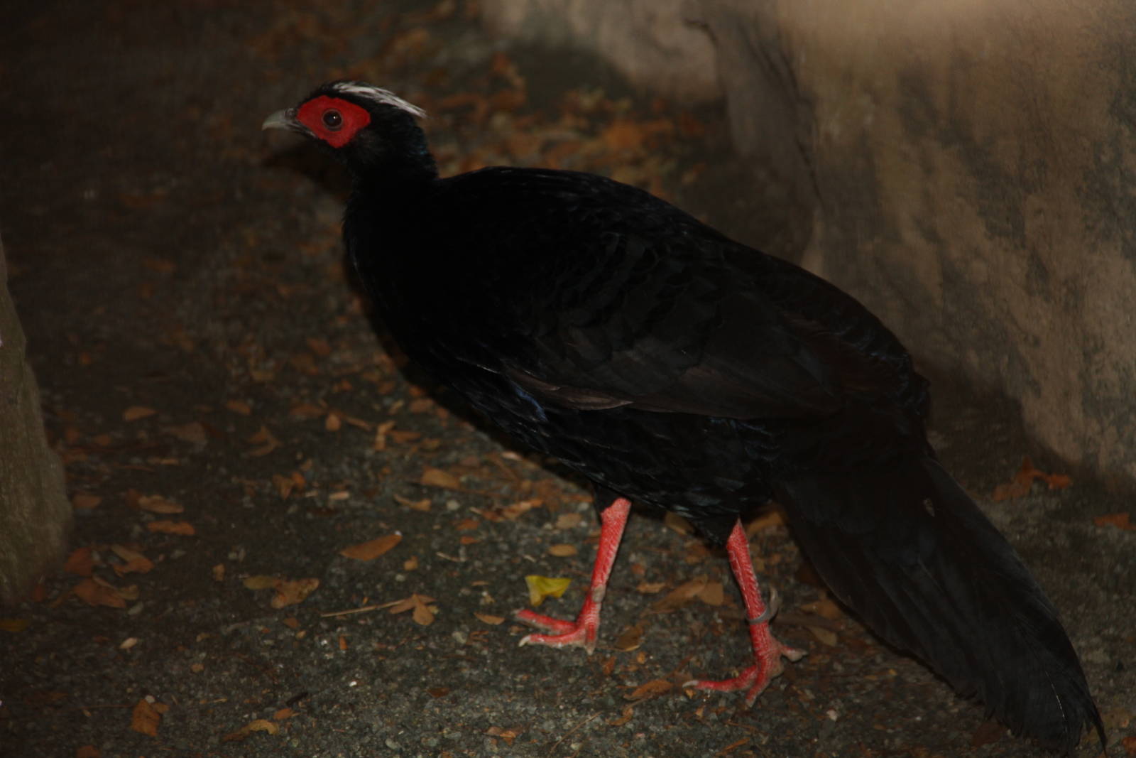 Edwards's Pheasant (Lophura edwardsi)