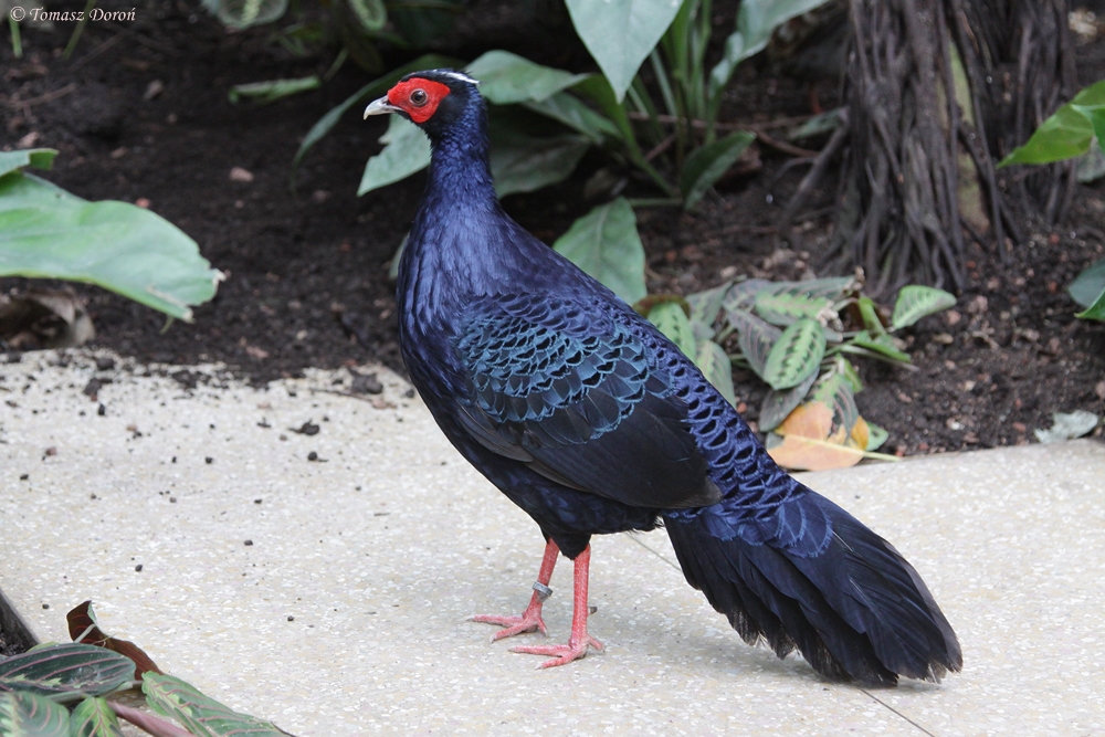 Edwards's pheasant (Lophura edwardsi)