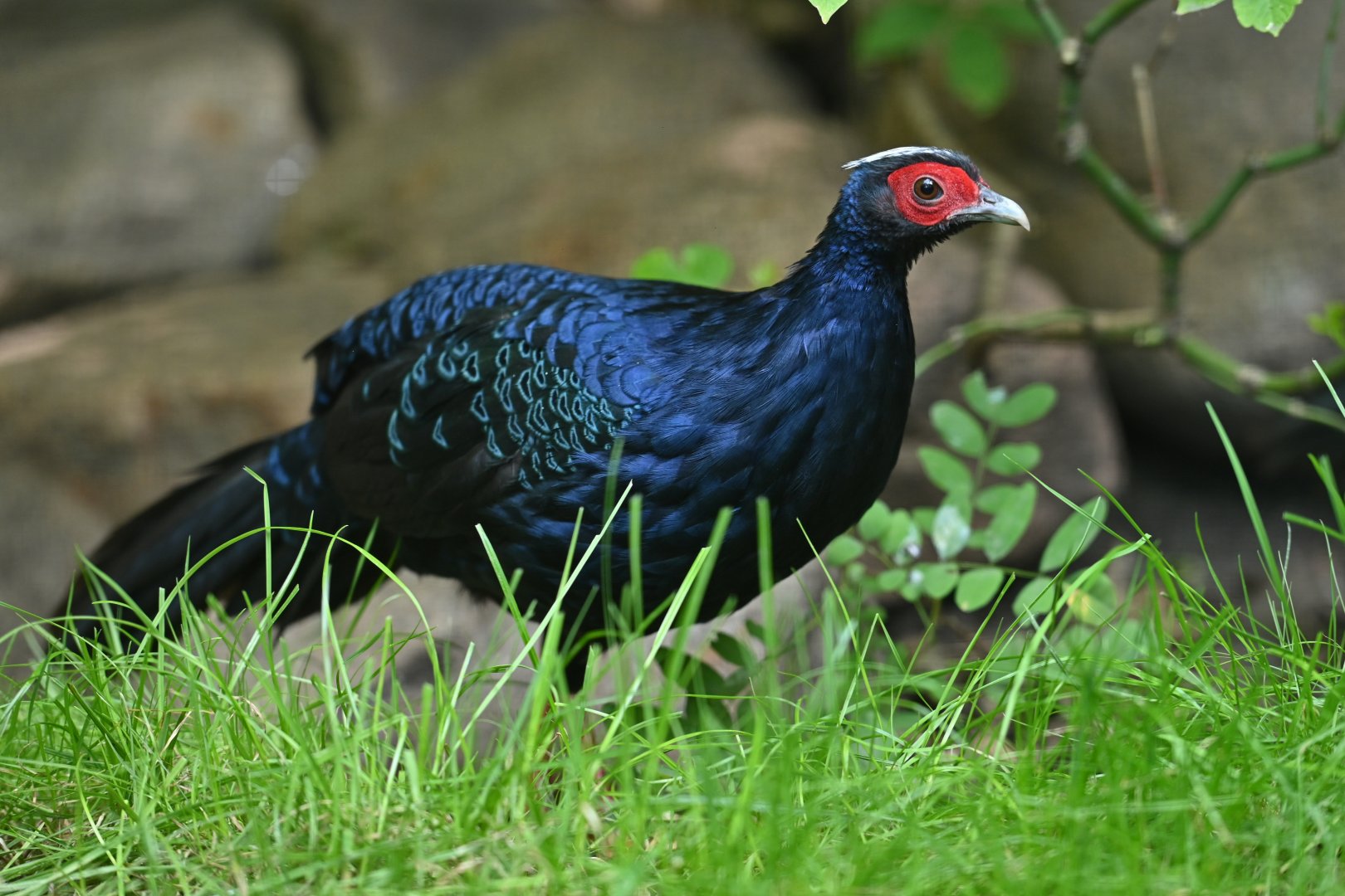 Edwards's Pheasant Lophura edwardsi