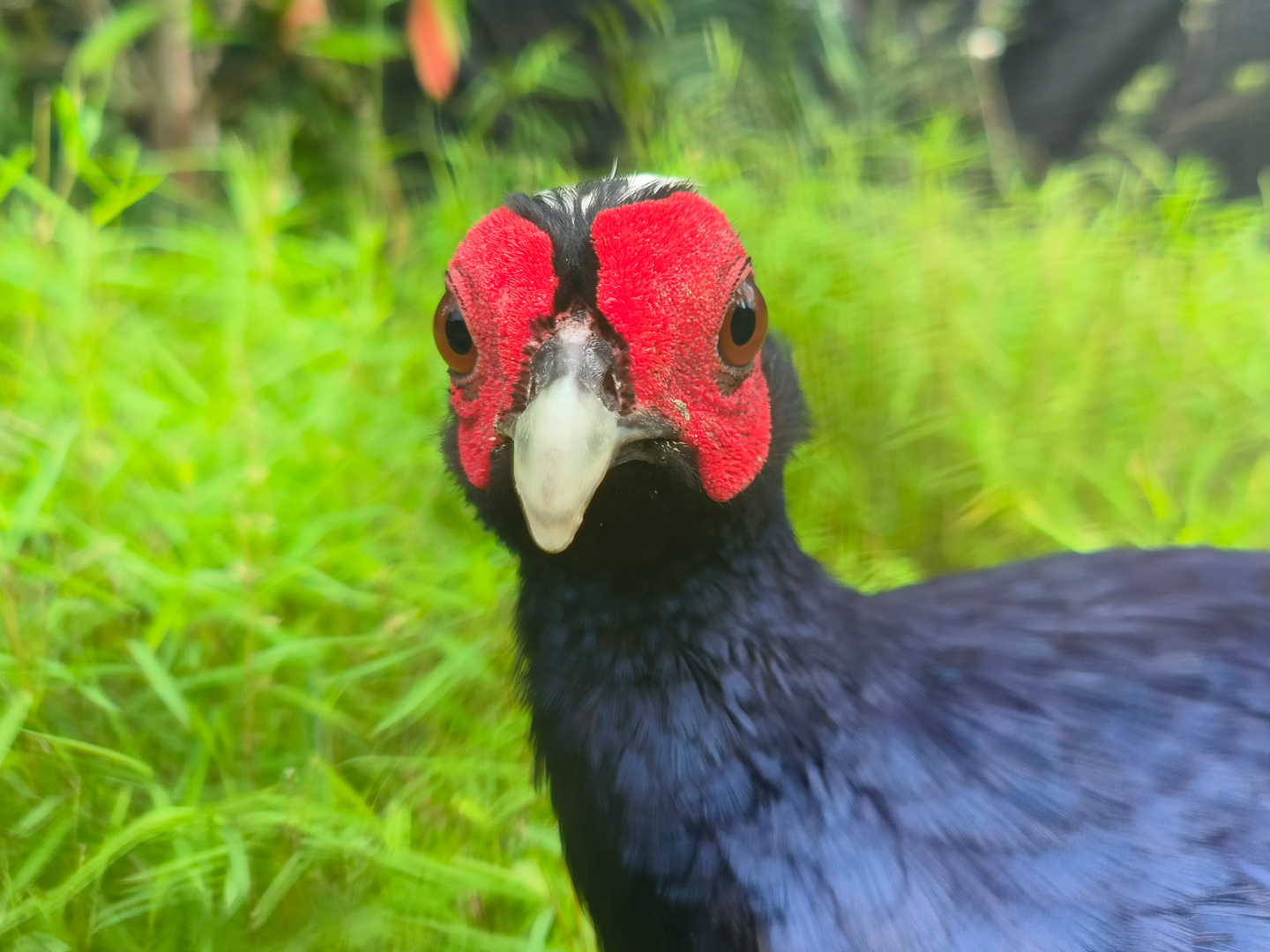 Edwards's Pheasant (Lophura edwardsi)