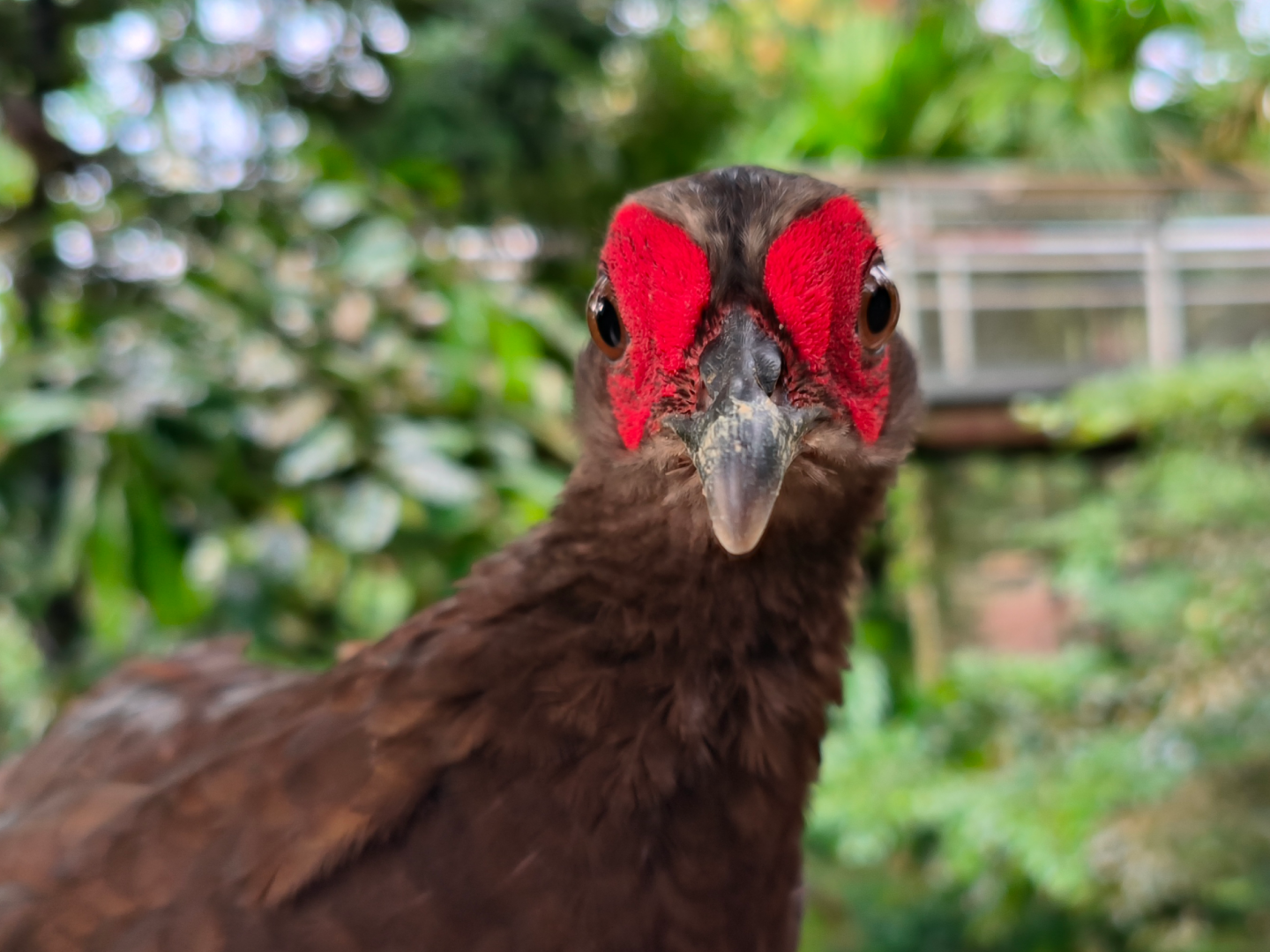 Edwards's Pheasant (Lophura edwardsi)