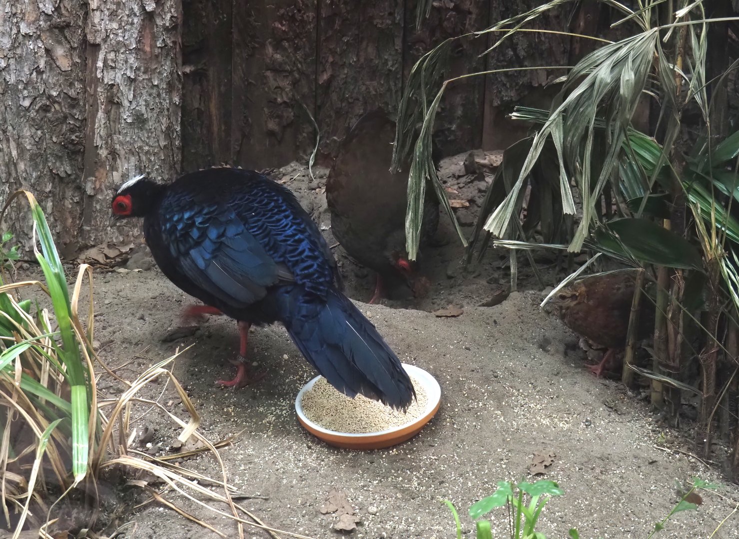 Edwards's pheasant pair with chick (Lophura edwardsi), 2025-05-22