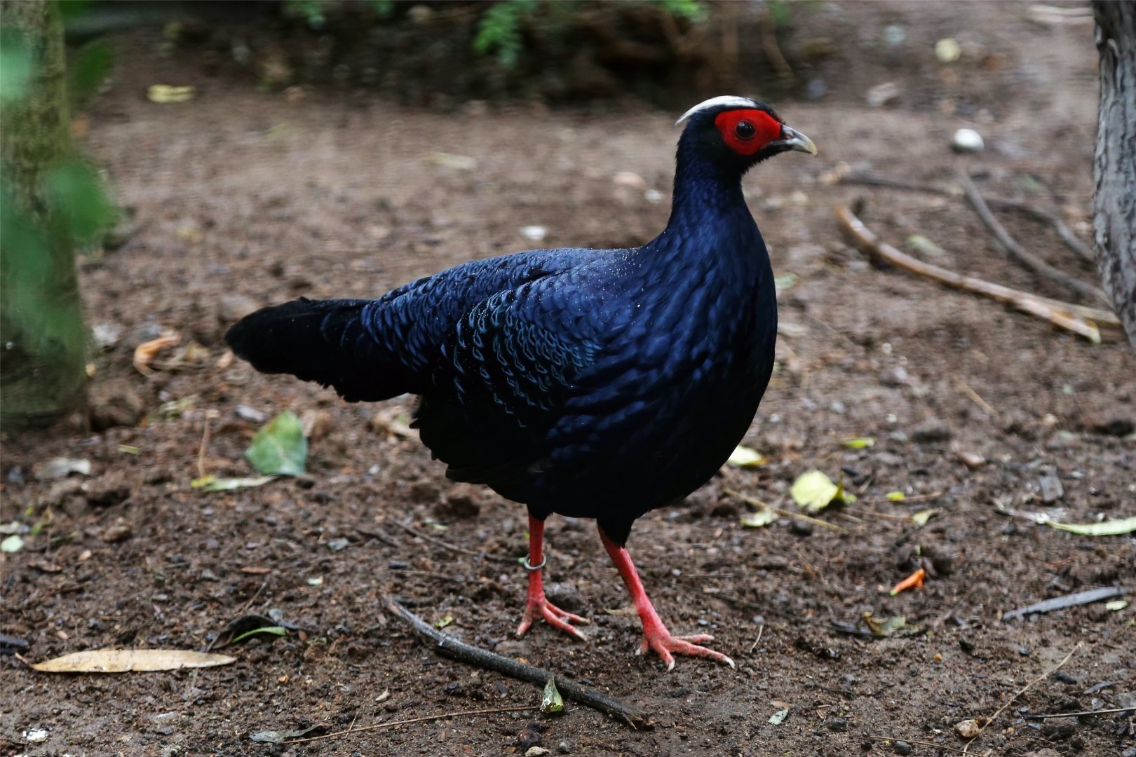 Edwards's Pheasant