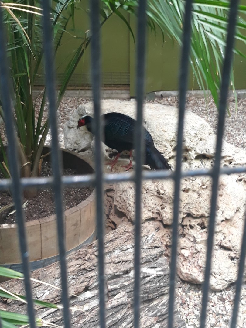 Edwards's pheasant