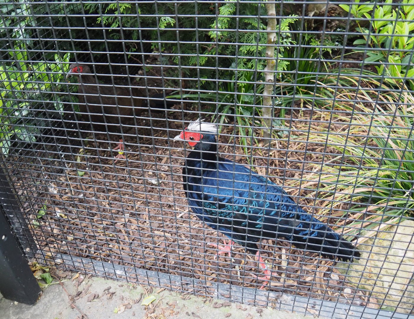 Edwards's pheasants (Lophura edwardsi), 2020-05-24