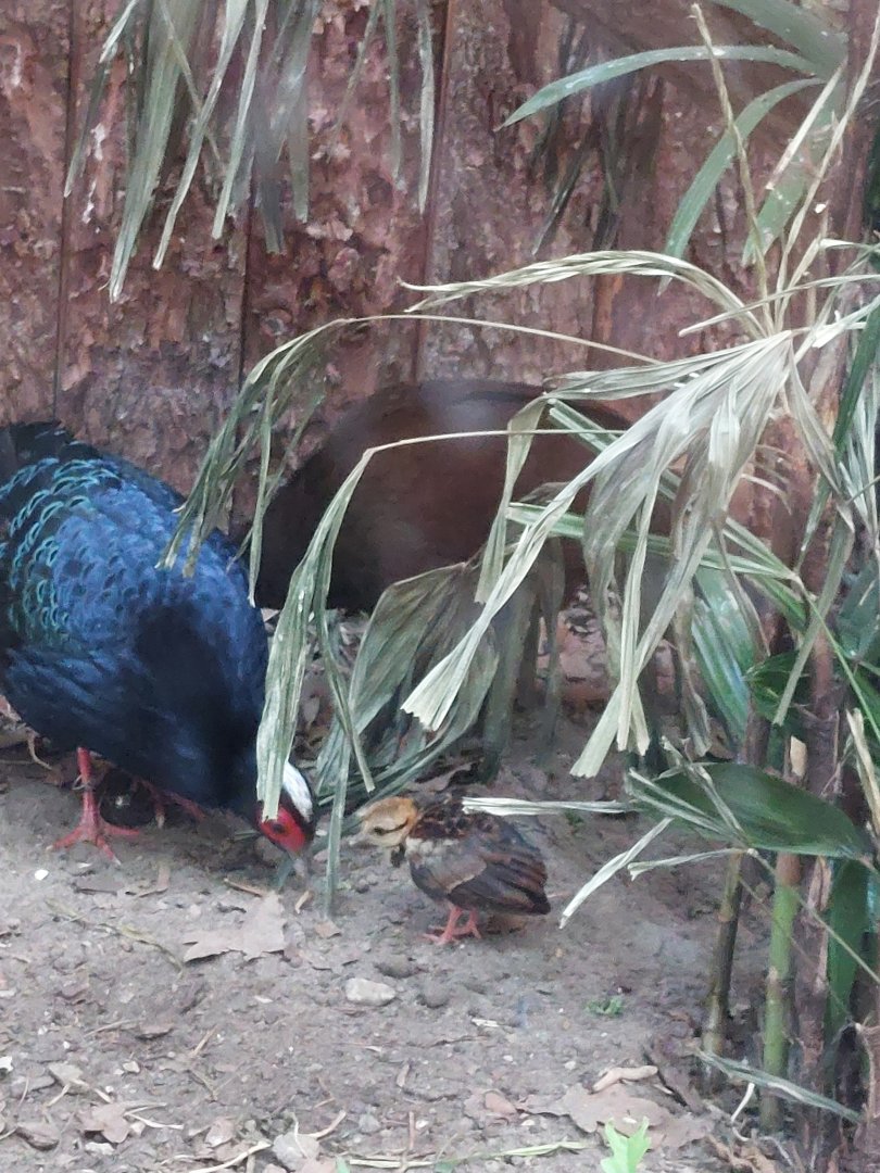 Edwards's pheasants with chick